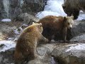 Brown Bears 2 Brown Bears 2