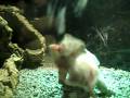 videos de Gold Monitor Eating..
