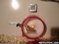 Speedy Hamster Speedy Hamster
