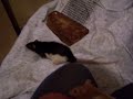 Ratty Playtime Ratty Playtime