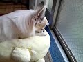 おっぱい