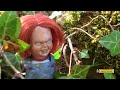 LAS GALLINAS AMENAZANTES  Operación-Chucky