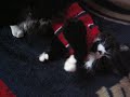Fez in a Sweater