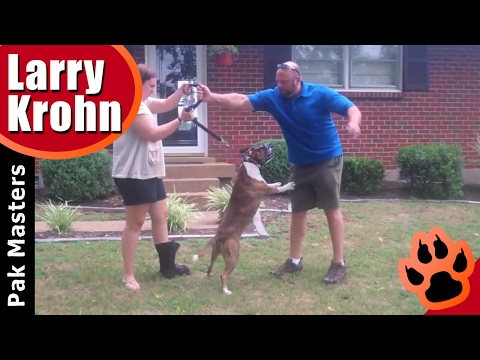 how to control aggressive dogs