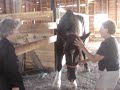 World's Tallest Horse - Guinness Book of World Records