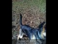 max playin fetch.m4v