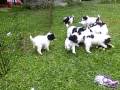 Parti Standard Poodle Puppies at Play  see www.abarkus.com for Details For Sale 3/30/09