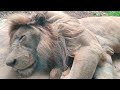 豪汗g㉛ホワイトライオン・白獅子・セラムくん・沖縄こどもの国・・・White_Lion・Okinawa Zoo & Museum(20260814)