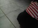 Magogo Boy e seu autom�vel