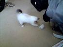 My Youtube: Coconut with mouse.3gp