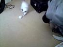 My Youtube: Coconut with mouse.3gp