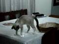 SHINZON Y SU BOLSA DE DORMIR