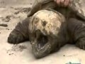 Alligator Snapping Turtle