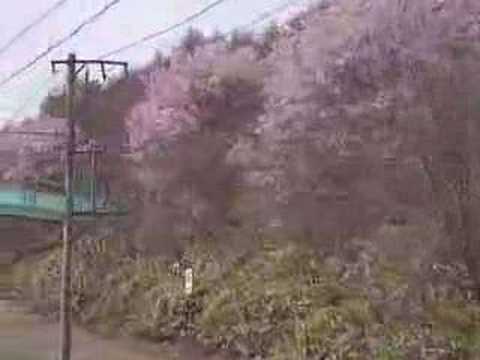 列車からお花見 in 北海道