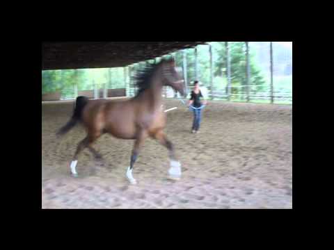 taj and lani1.wmv
