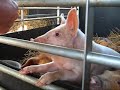Very friendly piglets Very friendly piglets