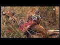 The real-life Animal Face-Off - Bear vs tiger