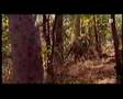 Animal Face-Off - Bear vs tiger - from real life