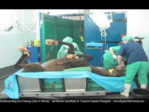 how to cure equine colic