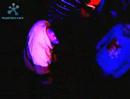 5sF - D - Freestyle - Get Low (Empire)