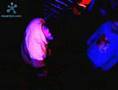 5sF - D - Freestyle - Get Low (Empire)