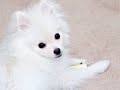 ポメラニアン動画