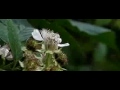 Wesp (600 fps)