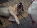 cadebou playing cadebou playing