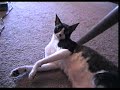 Cornish Rex, Henry, and the Vacuum Cleaner