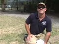 Snake birds &amp; Bear cats- Big Cat TV