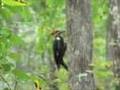 Pileated Woodpecker