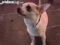 Dog Breeds: Chihuahua