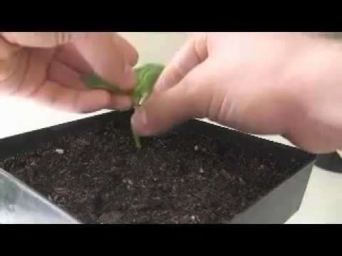 how to cut a plant and replant it