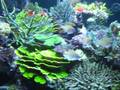Fantastically Diverse Reef Aquarium at Greenwich Aquaria