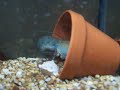 Pinchy the Yabbie Pinchy the Yabbie