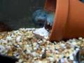 Pinchy the Yabbie