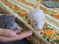 Baby Chinchillas Peeping