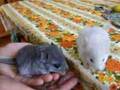 Baby Chinchillas Peeping