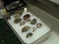 An insightful video demonstrating how to open oysters by owner of Metropolitan Seafood Company, Mark Drabich. Metropolitan Seafood Company has been in business for 20 years, proudly serving fresh seafood in their Clinton, NJ store.