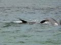 Dolphin/Porpoise watching