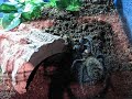 Xenesthis intermedia feeding Xenesthis intermedia feeding