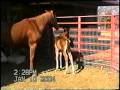 videos de #33 BABY HORSE PLUS MOM JAN 4 2004