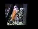 Finally the new tank update - August 5th, 2008