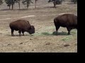 grazing-buffalo-in-genesee-park-colorado.html