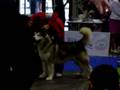 videos de EURO DOG SHOW 2008, samci CACIB