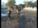 My Horse Marley