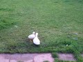 mad duck hates dog!!!