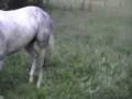 videos de The Wee Ice Man AQHA SI Future Fortunes