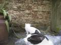 videos de Kat klimt tegen muur