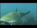 HAWAII underwater/Copyright SoulSurfer INC,LLC